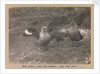 Male and female Skua Gulls by Herbert George Ponting