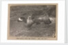 Male and female Skua Gulls by Herbert George Ponting