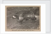 Male and female Skua Gulls by Herbert George Ponting