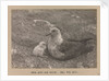 A Skua Gull with their chick by Herbert George Ponting