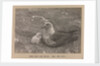 A Skua Gull with their chick by Herbert George Ponting