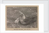 A Skua Gull with their chick by Herbert George Ponting