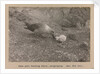 A Skua Gull regurgitating food for their chick by Herbert George Ponting