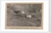 A Skua Gull regurgitating food for their chick by Herbert George Ponting