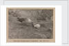 A Skua Gull regurgitating food for their chick by Herbert George Ponting