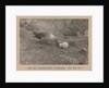 A Skua Gull regurgitating food for their chick by Herbert George Ponting