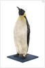 Stuffed Emperor penguin by Dr. Edward Wilson