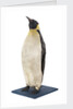 Stuffed Emperor penguin by Dr. Edward Wilson