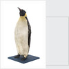 Stuffed Emperor penguin by Dr. Edward Wilson