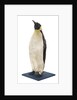 Stuffed Emperor penguin by Dr. Edward Wilson