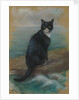 Oscar, cat from the German ship 'Bismarck' by Georgina Shaw Baker