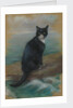 Oscar, cat from the German ship 'Bismarck' by Georgina Shaw Baker