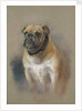 The dog Peggy, bulldog, mascot of HMS 'Iron Duke' and of Jutland fame by Georgina Shaw Baker