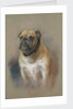 The dog Peggy, bulldog, mascot of HMS 'Iron Duke' and of Jutland fame by Georgina Shaw Baker