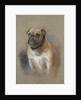 The dog Peggy, bulldog, mascot of HMS 'Iron Duke' and of Jutland fame by Georgina Shaw Baker