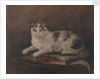 The cat of HMS 'Exeter' by Georgina Shaw Baker