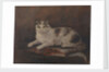 The cat of HMS 'Exeter' by Georgina Shaw Baker