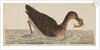 The Empire of China & Japan - Bird catching a fish in the water by Thomas Pennant
