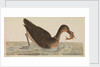 The Empire of China & Japan - Bird catching a fish in the water by Thomas Pennant