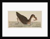 The Empire of China & Japan - Bird catching a fish in the water by Thomas Pennant