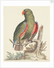 The Empire of China & Japan - Green parrot by Thomas Pennant