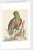 The Empire of China & Japan - Green parrot by Thomas Pennant