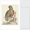The Empire of China & Japan - Green parrot by Thomas Pennant