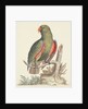 The Empire of China & Japan - Green parrot by Thomas Pennant