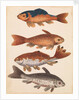 The Empire of China & Japan - Four Koi Fish by Thomas Pennant