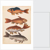 The Empire of China & Japan - Four Koi Fish by Thomas Pennant
