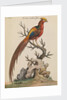 Golden Pheasant by Thomas Pennant