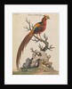 Golden Pheasant by Thomas Pennant