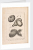 The illustration of the Musk, Melon and Pineapple opposite Page 221 Vol II by Unknown