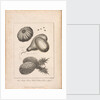 The illustration of the Musk, Melon and Pineapple opposite Page 221 Vol II by Unknown