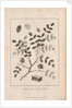 Illustration of the Sprig of the Indigo Plant, opposite p.314, Vol II by Unknown