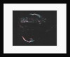 "AMAT Image; Cygnus Loop aka Veil Complex by Unknown