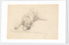 Dog lying with it's head on one side on a rug by Unknown