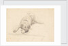 Dog lying with it's head on one side on a rug by Unknown