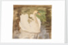 A swan with partly folded wings by Unknown