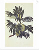 A branch of the bread fruit tree with fruit by John Miller [engraver]