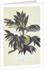 A branch of the bread fruit tree with fruit by John Miller [engraver]