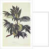 A branch of the bread fruit tree with fruit by John Miller [engraver]