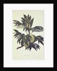A branch of the bread fruit tree with fruit by John Miller [engraver]