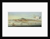 Panoramic View of the Bay of Naples by Gaspar Butler