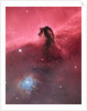 Horsehead Nebula (IC434) by Bill Snyder