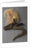 Nelson's pigtail by unknown