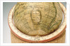 Cartouche in South Pacific Ocean by Jean Fortin