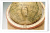Cartouche in South Pacific Ocean by Jean Fortin