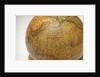 Inscription in North Pacific Ocean by Newton & Co.
