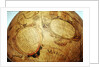 Cartouches in southern continent by Willem Jansz Blaeu